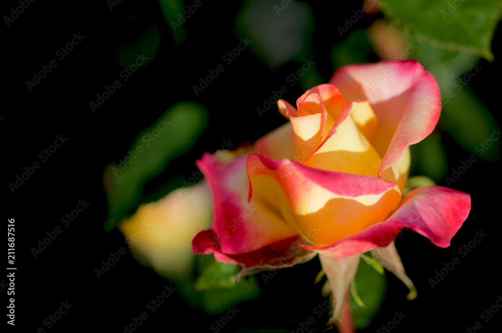 yellow rose petals on the green natural blurred background with clipping path. Closeup. For design, texture, background. Nature.