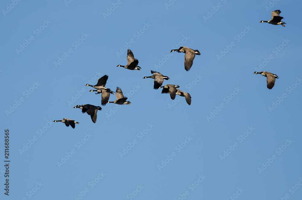 Flock of Canada Geese Flying in a Blue Sky Flock of Canada Geese Flying in a Blue Sky