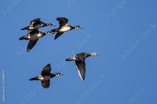 Five Wood Ducks Flying in a Blue Sky