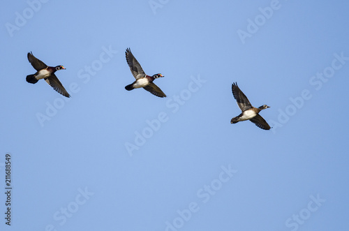 Three Wood Ducks Flying in a Blue Sky © rck