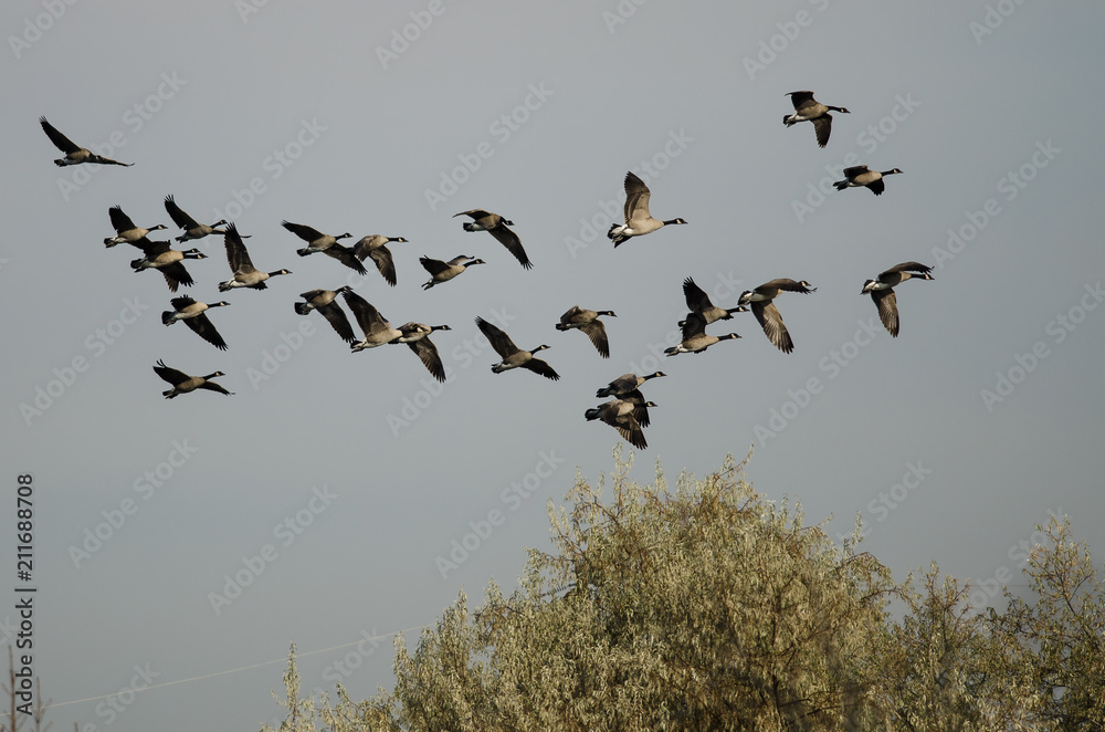 Flock of Canada Geese Flying Over The Autumn Marsh Flock of Canada Geese Flying Over The Autumn Marsh