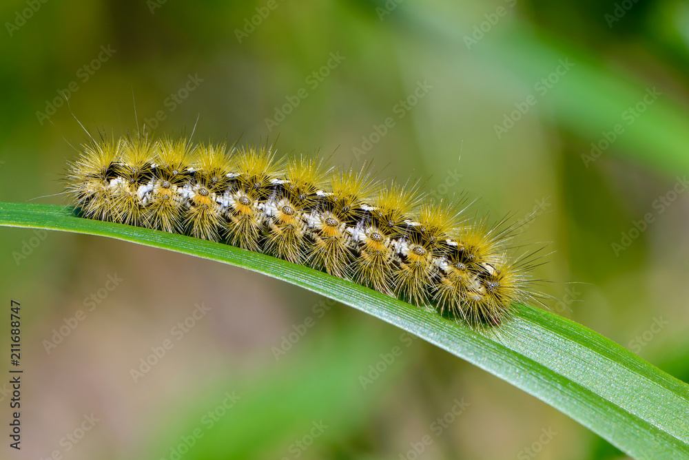 Caterpillar of butterfly rhyparia purpurata