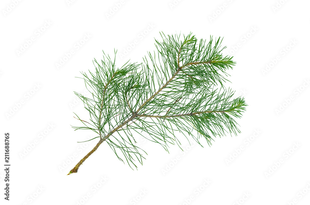 Green pine spruce tree branch isolated on white background. Green pine spruce tree branch isolated on white background.