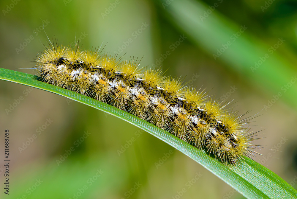 Caterpillar of butterfly rhyparia purpurata Caterpillar of butterfly rhyparia purpurata