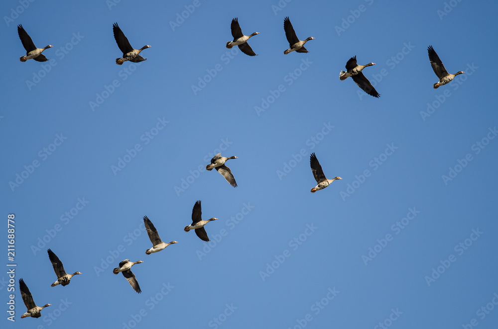 Fototapeta premium Flock of Greater White-Fronted Geese Flying in a Blue Sky