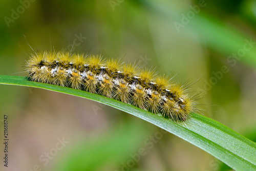 Caterpillar of butterfly rhyparia purpurata