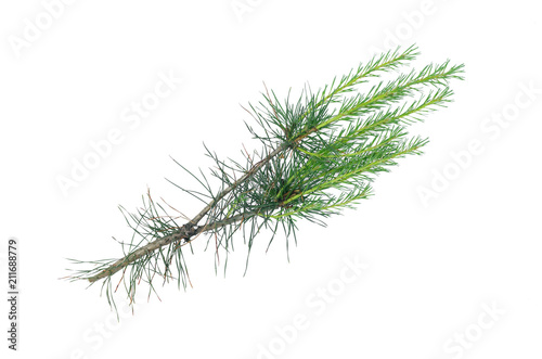 Green pine spruce tree branch isolated on white background.