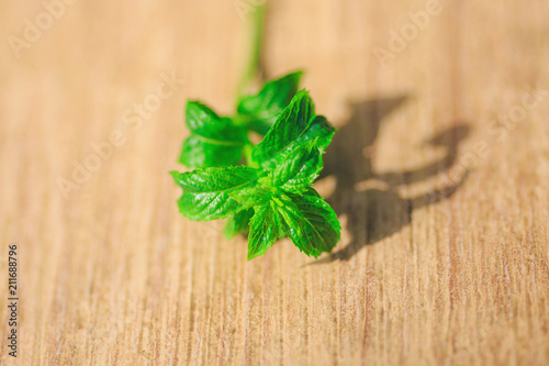 Fototapeta Naklejka Na Ścianę i Meble -  green fresh mint on wooden table
