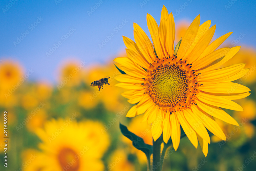 Obraz premium Sommerzeit