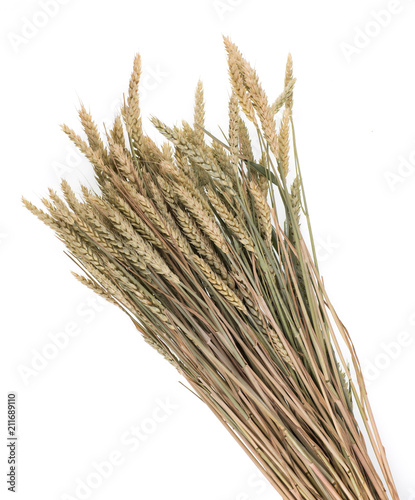 Obraz na plátně sheaf of wheat on white isolated background
