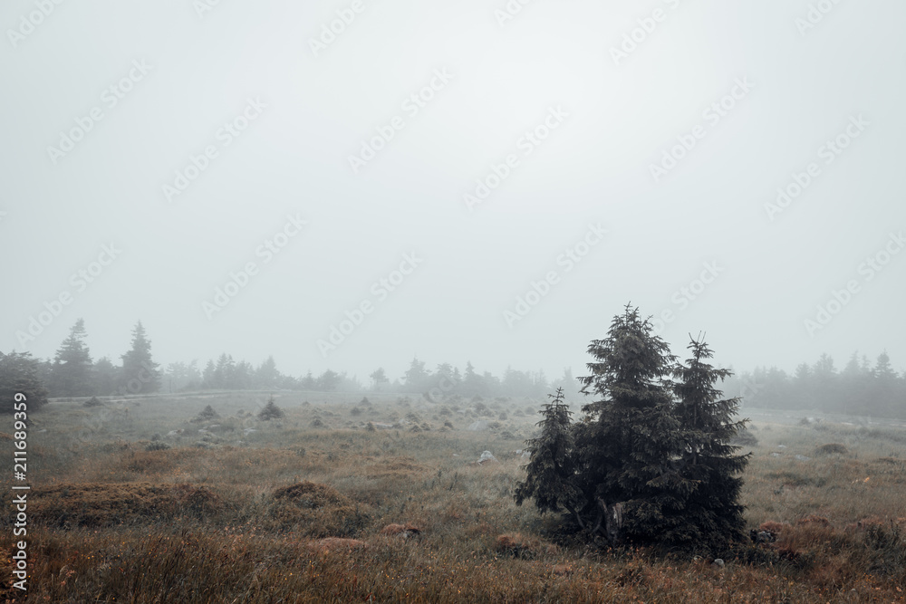 Karge Landschaft auf dem Brocken Karge Landschaft auf dem Brocken