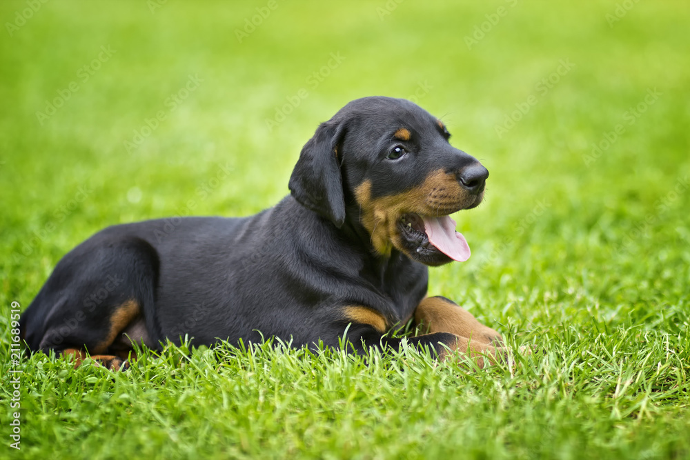 Doberman puppy in grass. Puppy lies on the green grass. He is black and brown and so cute. 