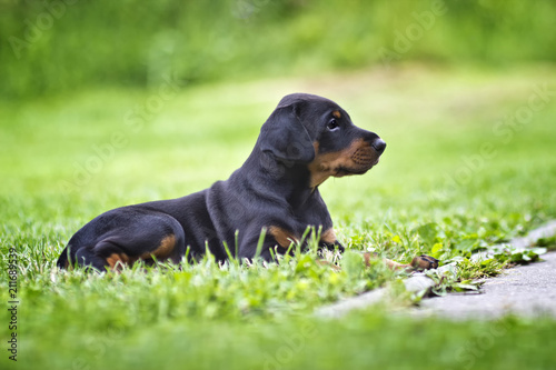 Doberman puppy in grass. Puppy lies on the green grass. He is black and brown and so cute. 