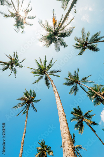 Palm trees top in sunny sky