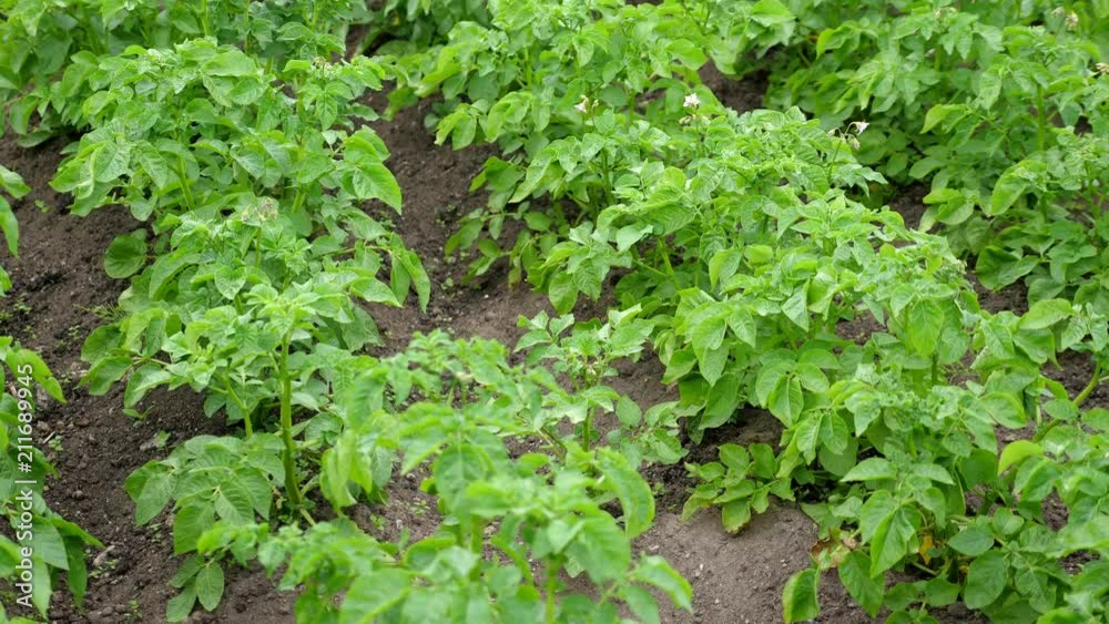Green plants of potato at field Green plants of potato at field