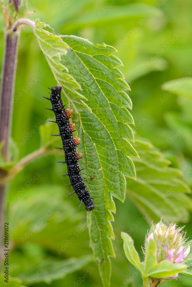 Black caterpillar of aglais io