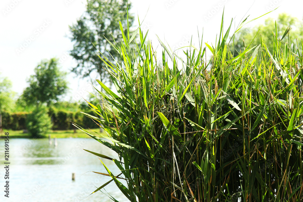 Fototapeta premium Close view of the lake