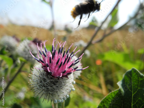 Vorbeiflug     Bl  te mit wegfliegender Hummel. Eine Honigbiene fliegt an einer Distelblt  te vorbei. Die Distelbl  te sieht man in der Nahaufnahme. Im Hintergrund ist eine verschwommen Wiese zu erkennen.