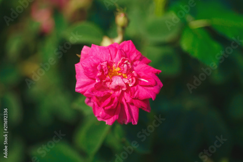 bright pink rose flower