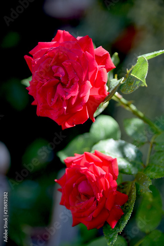 red roses at garden on dark