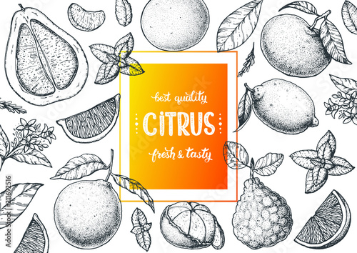 Citrus sketch collection. Hand drawn vector illustration. Organic food, citrus design template. Engraving illustration.