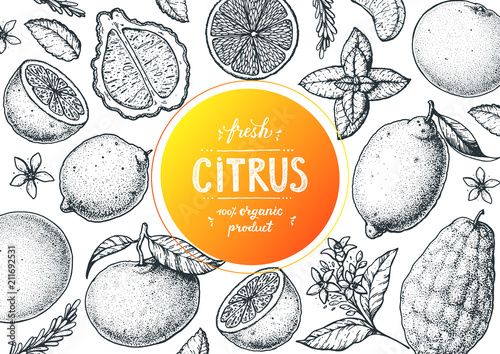 Citrus sketch collection. Hand drawn vector illustration. Organic food, citrus design template. Engraving illustration.