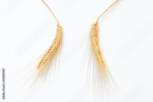 Ears of wheat on white background close-up