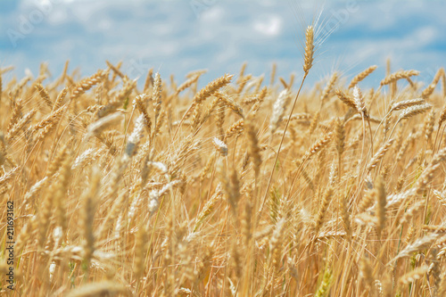 Backdrop of ripening ears of yellow wheat field on the sunset cloudy orange sky background. Copy space