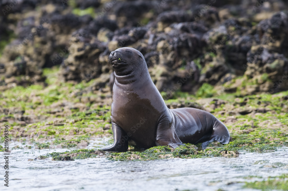Obraz premium Baby sea lion , Patagonia Argentina