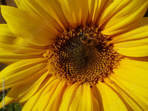 Sonnenblume mit Biene