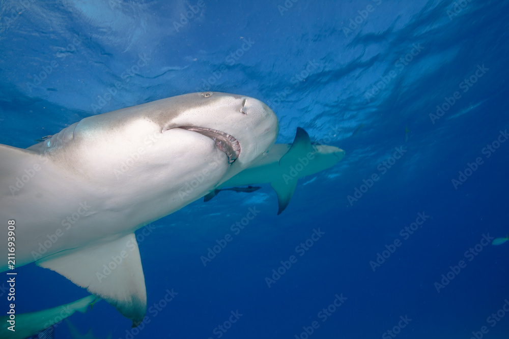 Lemon shark in blue water.