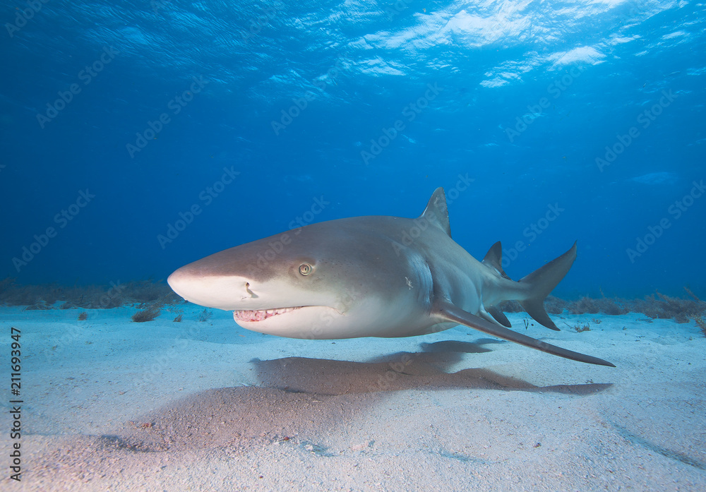 Obraz premium Lemon shark in blue water.