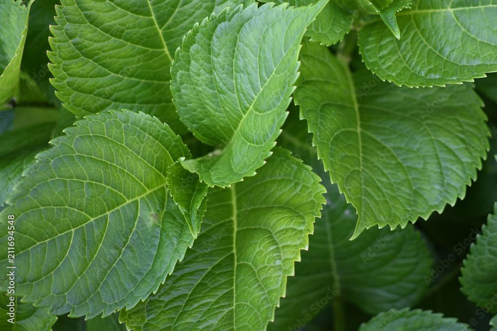 green leaves of hydrangea green leaves of hydrangea