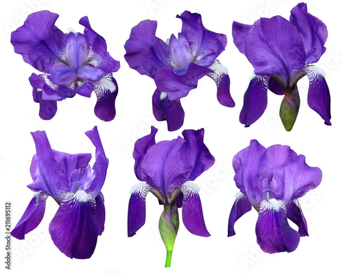 Fototapeta Naklejka Na Ścianę i Meble -  iris on white background