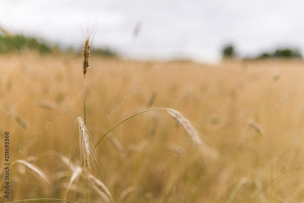 Fototapeta premium żyto, kłosy, zboże