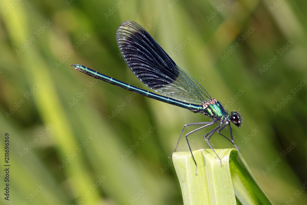 männliche Gebänderte Prachtlibelle (Calopteryx splendens) männliche Gebänderte Prachtlibelle (Calopteryx splendens)