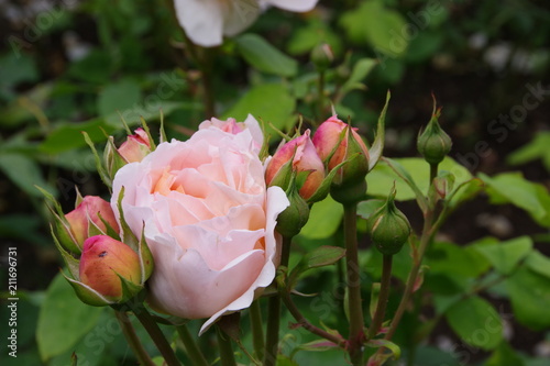 Fototapeta Naklejka Na Ścianę i Meble -  Pink roses in the garden