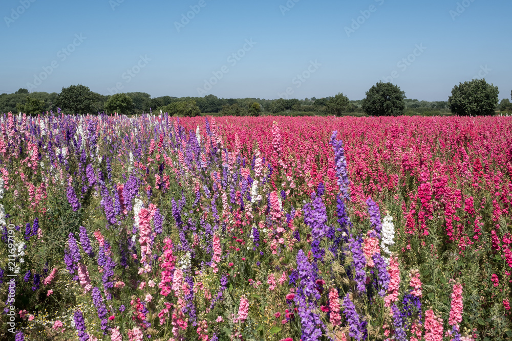Field of colourful delphinium flowers planted in rows of colour, in a flower field in Wick, Pershore, Worcestershire, UK. The petals are used to make natural wedding confetti.  Photographed in summer.