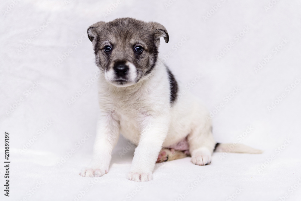 pet little white puppy