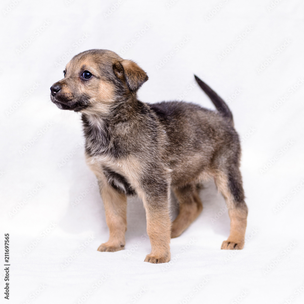 pet little gray puppy