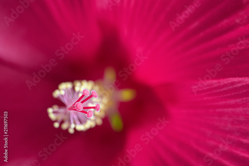 Hibiscus