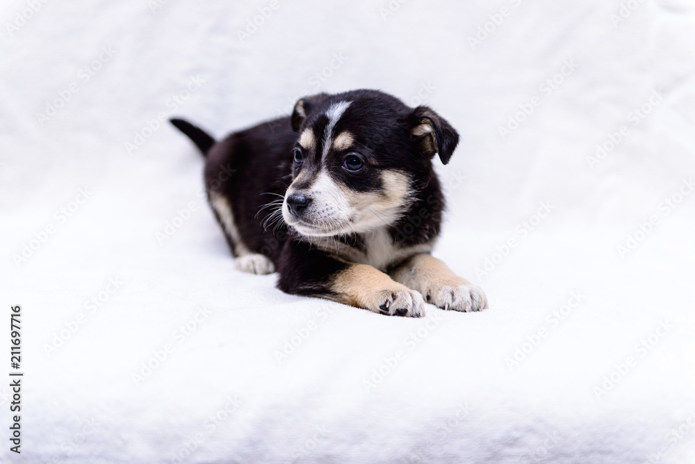 small puppy black and white
