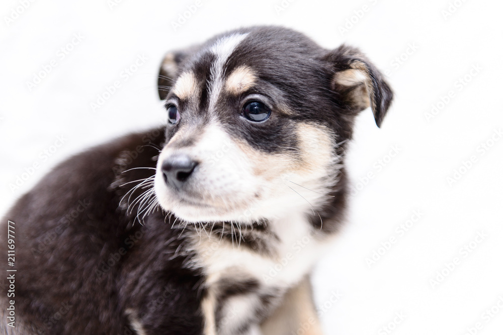 small puppy black and white small puppy black and white