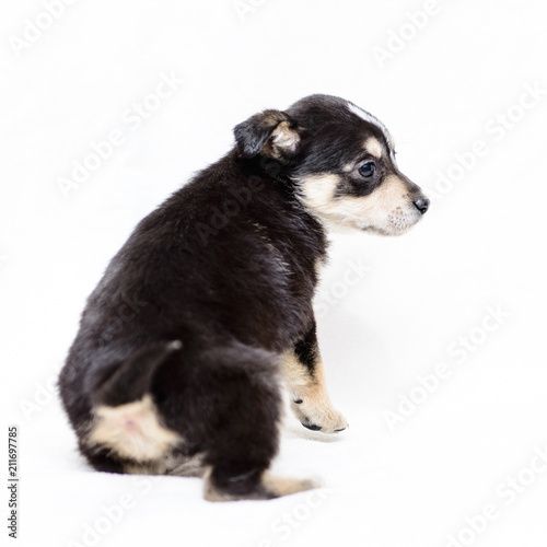 small puppy black and white