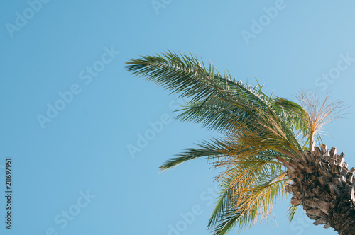 coconut trees and a beautiful sky with a soft focus and above the light in the background.