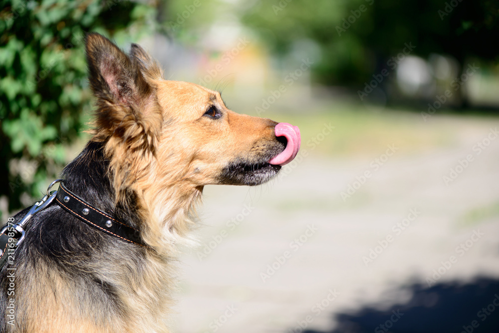 pet dog crossbreed sheepdog outdoor pet dog crossbreed sheepdog outdoor