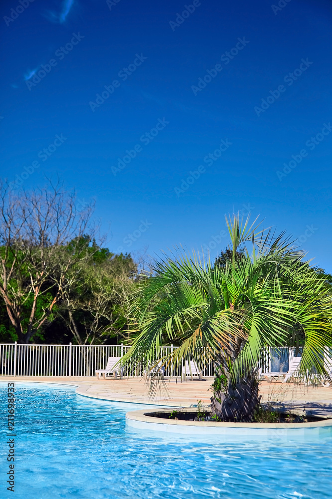 Obraz premium Beautiful swimming pool with clear blue water and green palm tree. Sunny summer day with blue sky