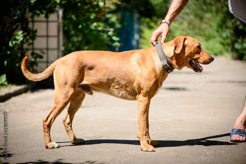 dog red Staffordshire terrier