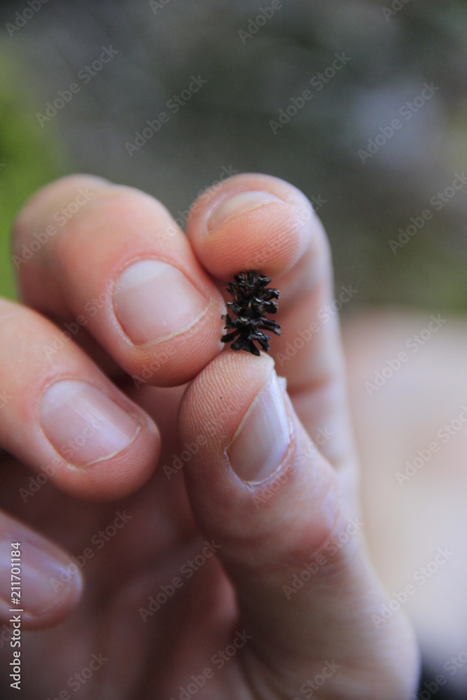 Obraz premium mini fir cone