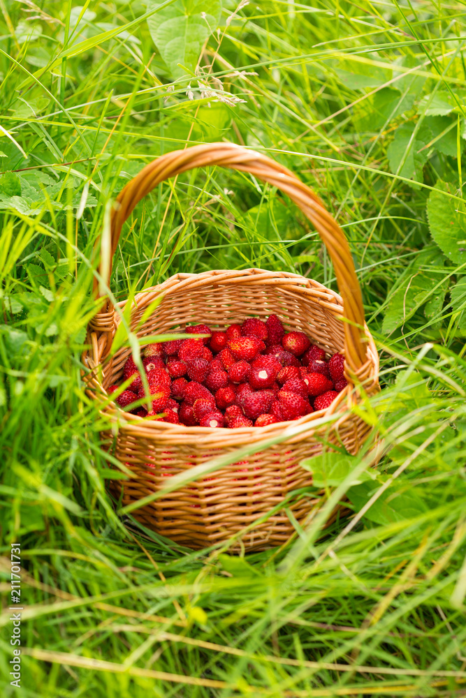 Strawberry plant. Juicy red ripe delicious berries of wild strawberries in a basket in the grass. Summertime scene Strawberry plant. Juicy red ripe delicious berries of wild strawberries in a basket in the grass. Summertime scene
